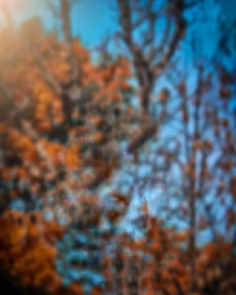 Dreamy blurry autumn trees background with vibrant amber leaves and warm bokeh lighting Wallpaper