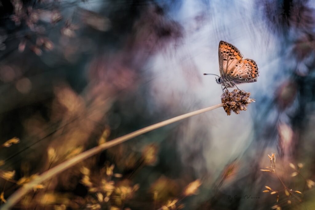 Serene Butterfly on Grass Stem - Dreamy Wallpaper Background