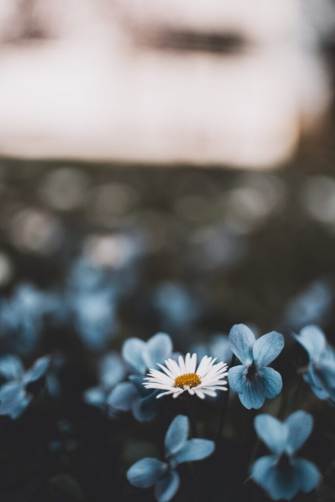Delicate Chamomile Flower Wallpaper: Dreamy Blurred Background