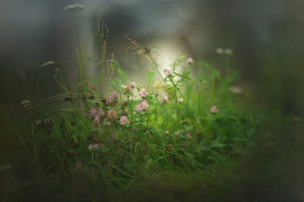 Dreamy Clover Flowers in Lush Grass - Serene Soft Focus Wallpaper