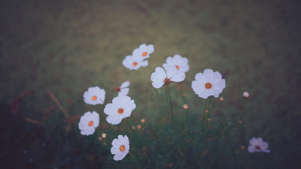 Serene White Cosmos Wallpaper: Dreamy Greenery Background