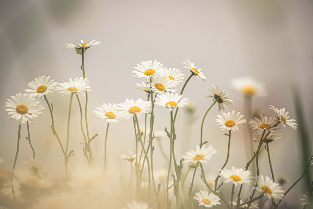 Dreamy Daisy Wallpaper: Serene Aesthetic Background for Your Computer