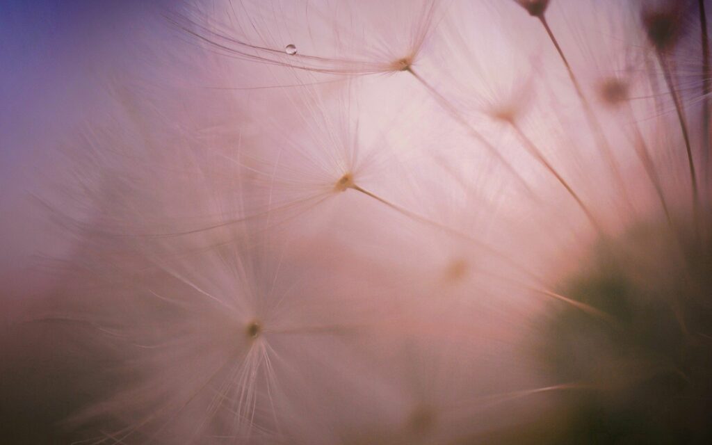 Soft Dandelion Close-Up: Dreamy Wallpaper with Delicate Feathers