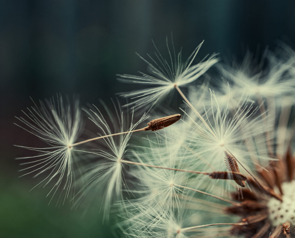 Dreamy Dandelion Macro: Delicate Fluff with Soft Blur Wallpaper