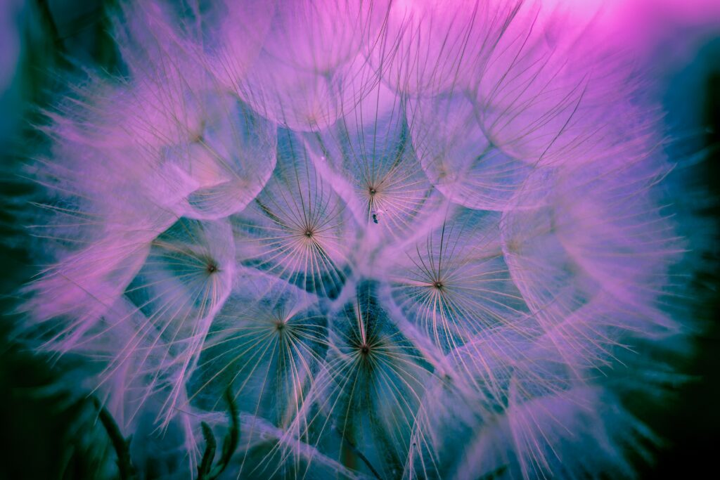 Dreamy Dandelion Macro Wallpaper: Delicate Pink & Purple Patterns