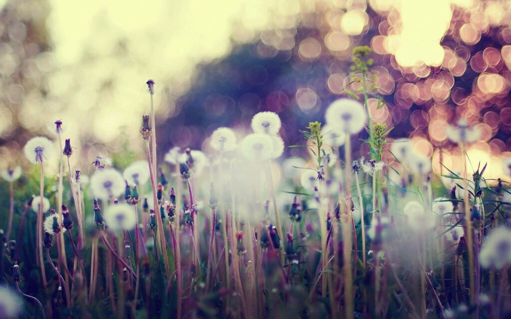 Dreamy dandelion meadow wallpaper with soft focus white seed heads and warm pastel bokeh background