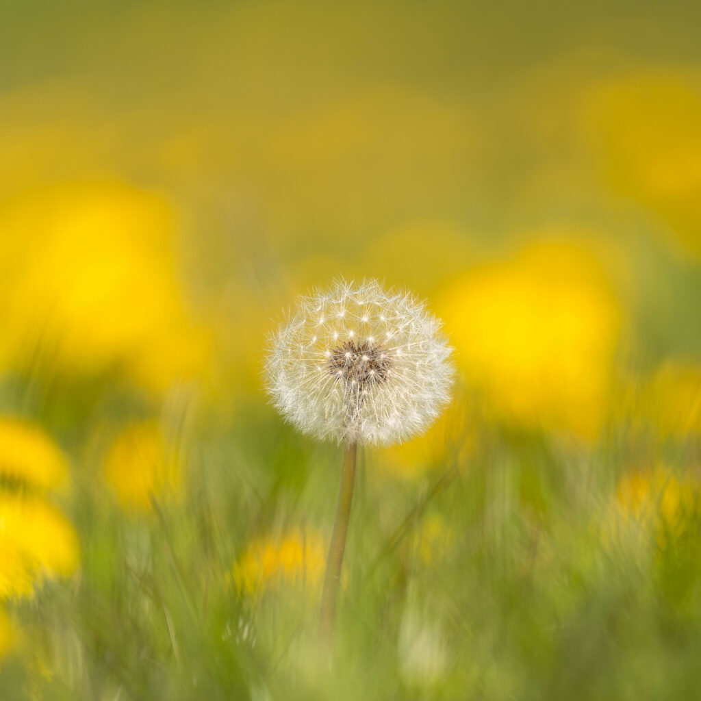 Serene Dandelion Close-Up Wallpaper with Vibrant Floral Background