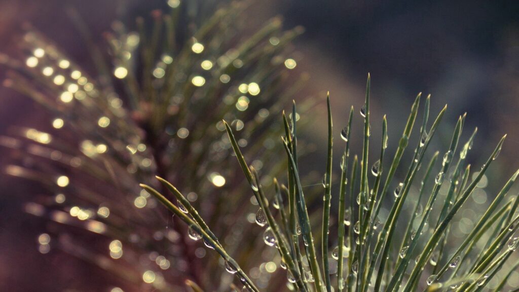 Serene Fir Branch Wallpaper: Delicate Needles & Shimmering Droplets