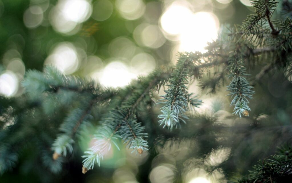Close-up of fir tree branches with soft sunlight and bokeh creating a serene forest scene Wallpaper