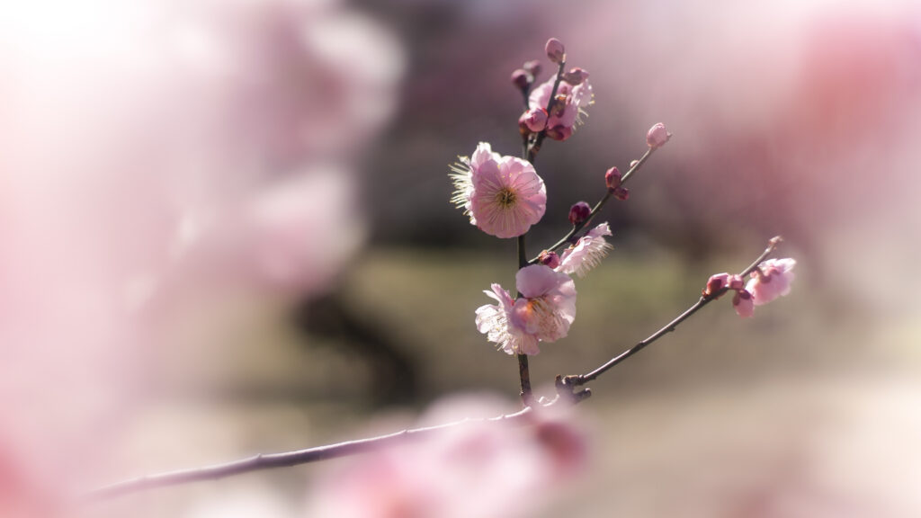 Serene Japanese Plum Blossom Wallpaper: Soft Pink Spring Scene