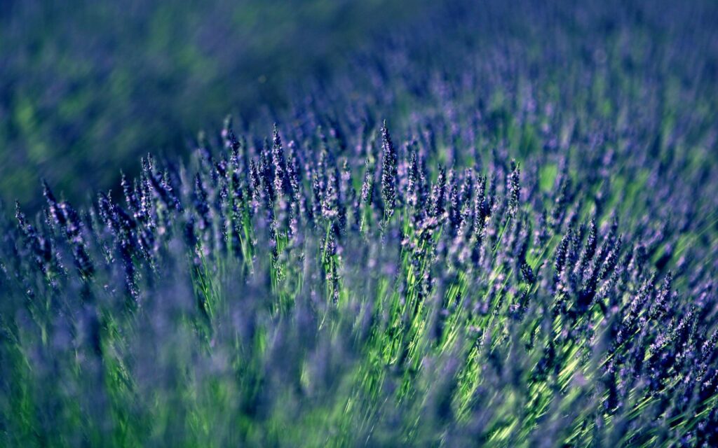Tranquil Lavender Field Wallpaper - Dreamy Blurred Background 1680x1050