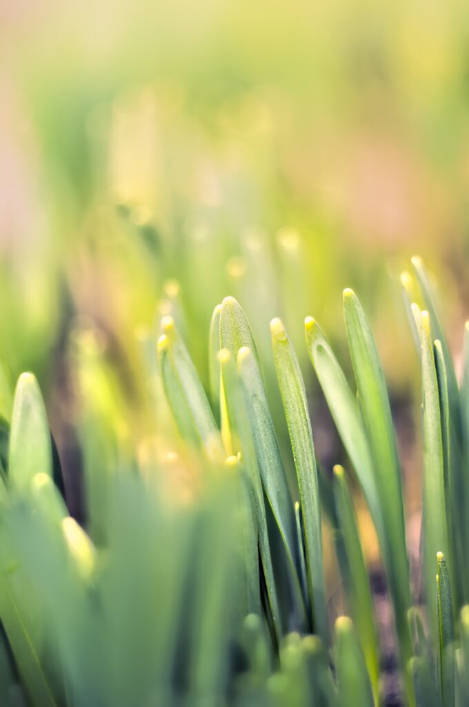 Macro shot of fresh green leaves with soft blur creating a dreamy tranquil spring wallpaper background