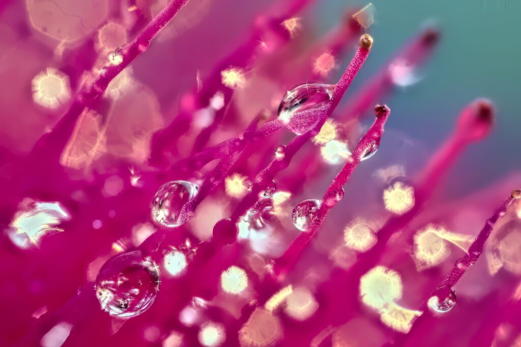 Dreamy Macro Pink Flower with Sparkling Water Droplets Wallpaper