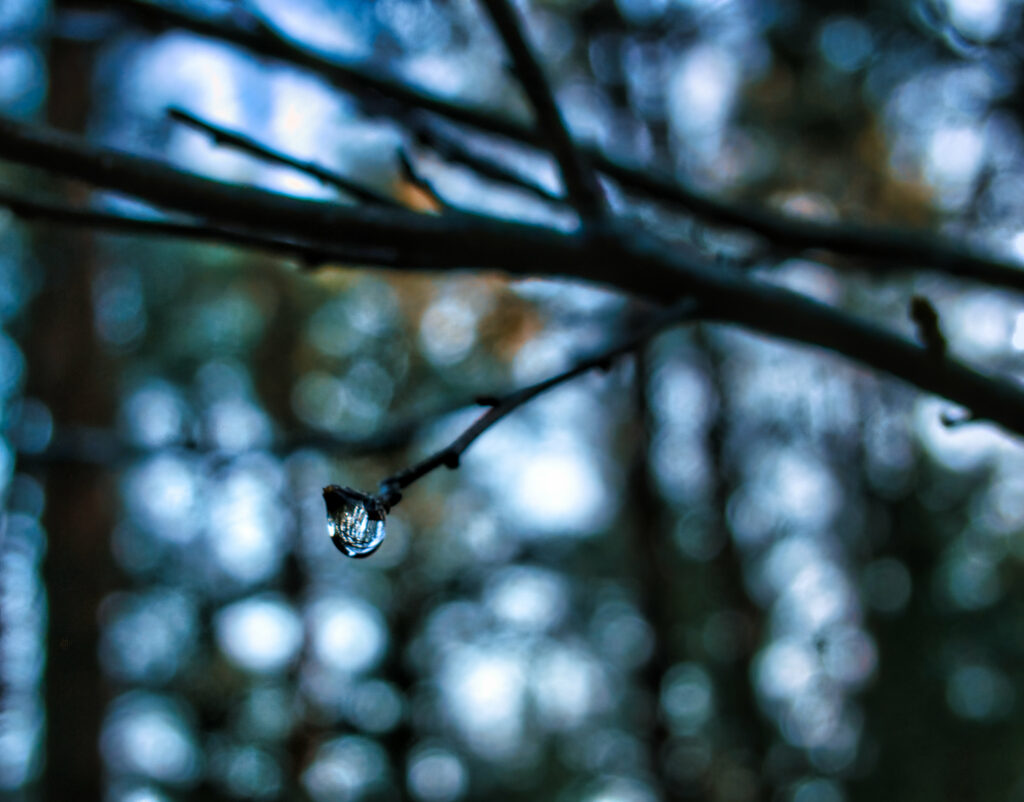 Macro Water Droplet on Branch: Dreamy Blurred Background Wallpaper