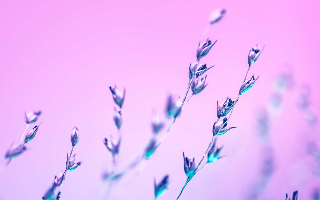 Delicate Floral Wallpaper in Pastel Hues: Dreamy Gradient Background