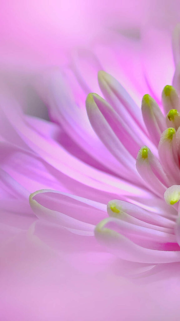 Delicate Pink Flower Wallpaper: Serene Close-Up Background