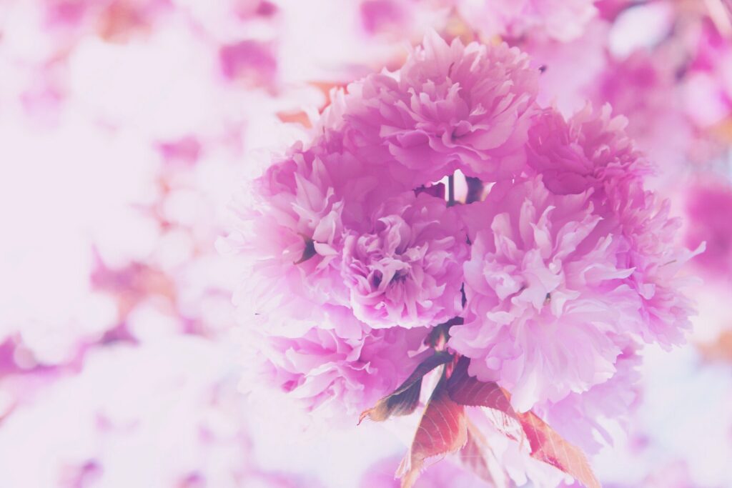 Dreamy Close-Up of Pink Flowers in Bloom - Ethereal Background Wallpaper