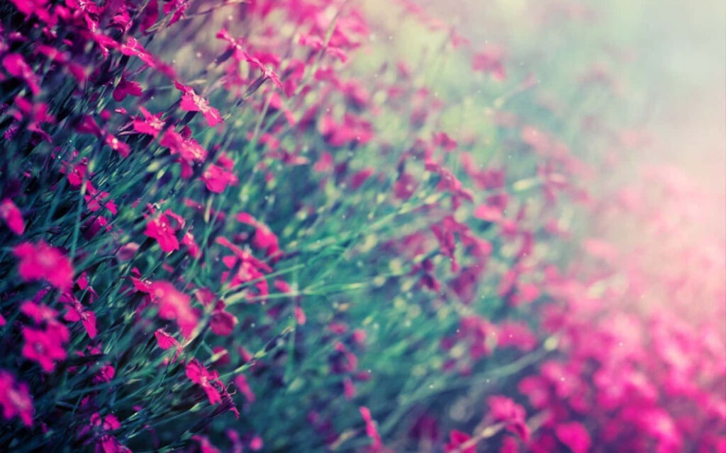 Dreamy Pink Flower Wallpaper: Enchanting Misty Landscape Background