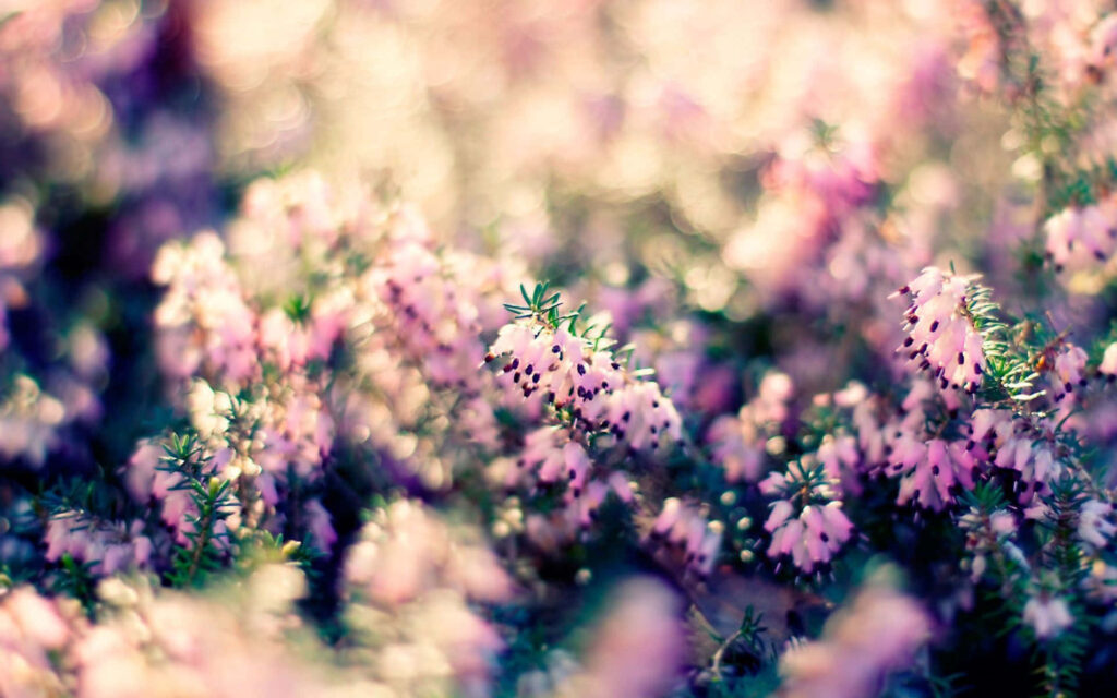 Dreamy Pink Flower Field Background: Serene & Ethereal Wallpaper