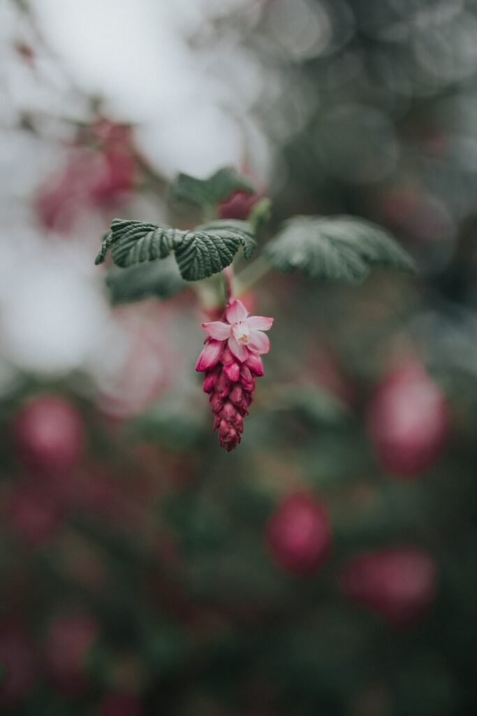 Dreamy Pink Flower Close-Up Wallpaper with Soft Focus Background