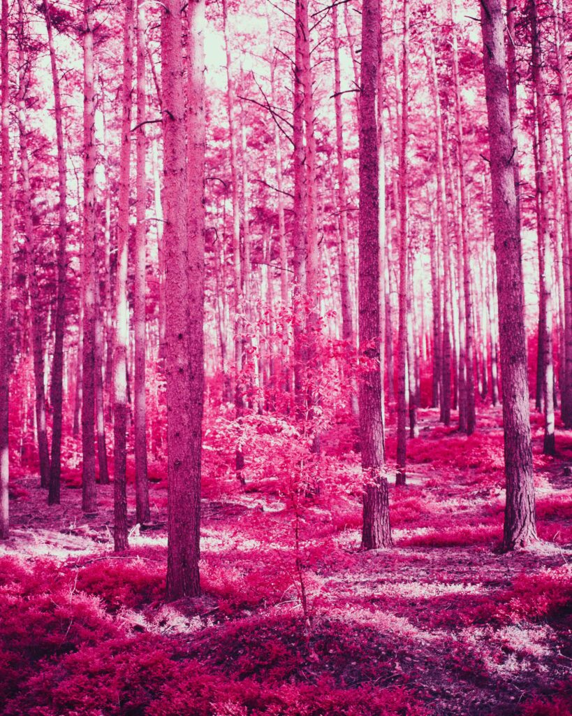 Dreamy pink glowing forest wallpaper with tall slender trees creating an enchanting scene