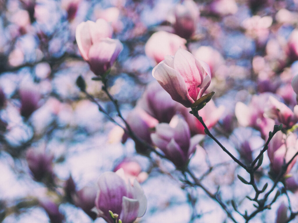 Serene Pink Magnolia Blossoms Wallpaper for a Dreamy Spring Background
