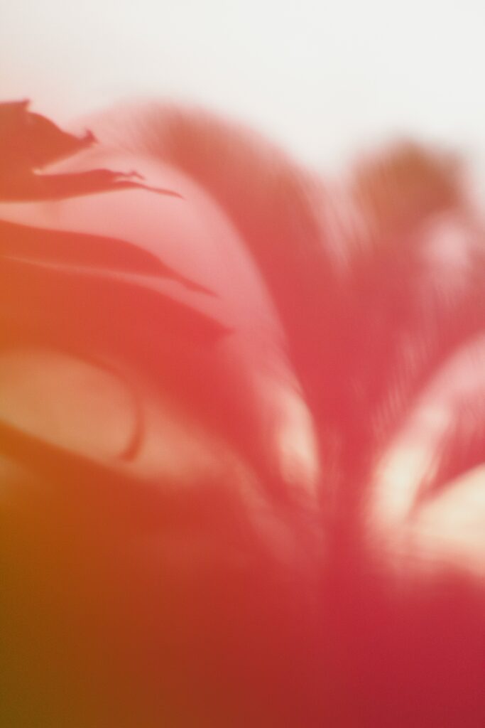 Dreamy Pink Petal Abstract Wallpaper for a Soft Artistic Background