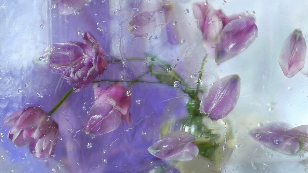 Dreamy Pink Tulip Wallpaper with Water Droplets and Soft Pastels