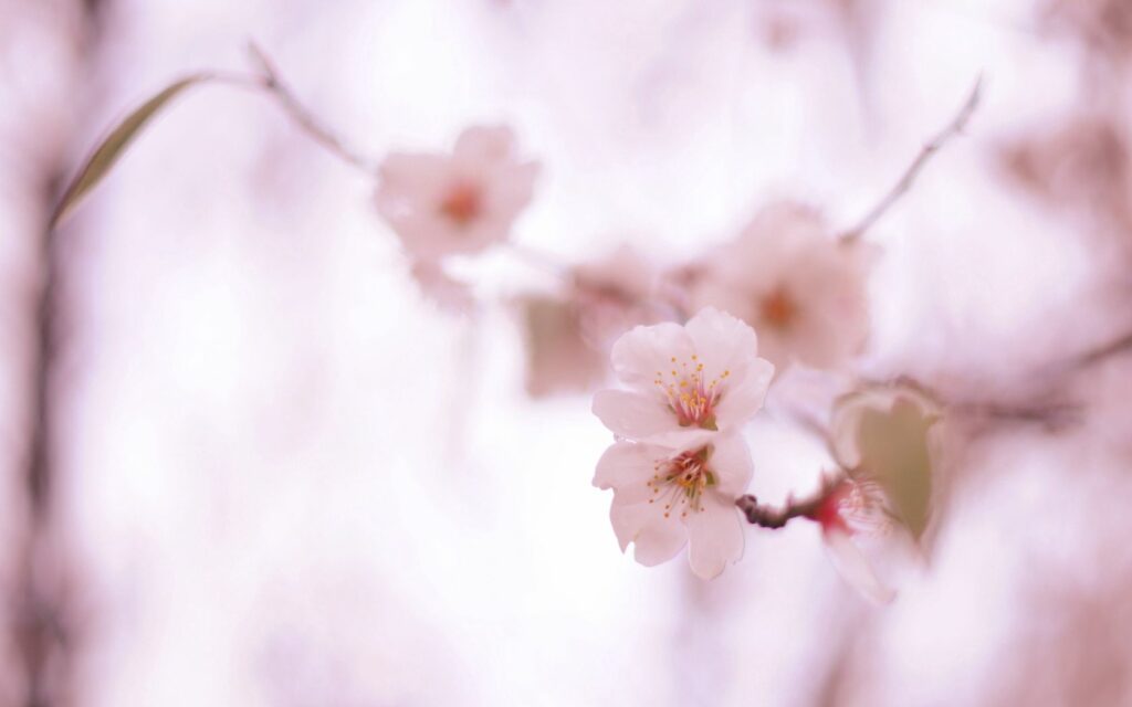 Dreamy Pink Floral Wallpaper Background for Tranquility & Renewal