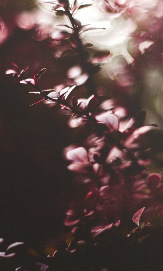 Dreamy Wallpaper: Macro Shot of Soft Focus Plant Branches & Leaves