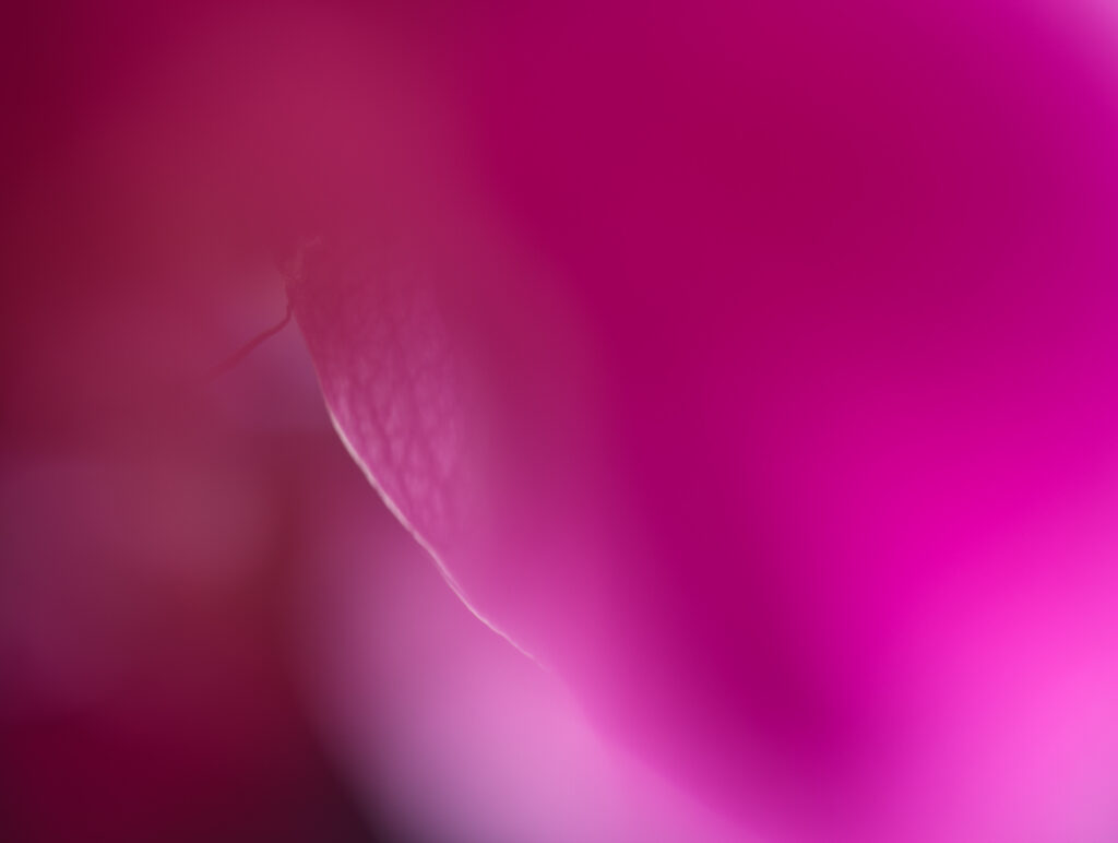 Soft Purple Petals Macro Wallpaper with Dreamy Background