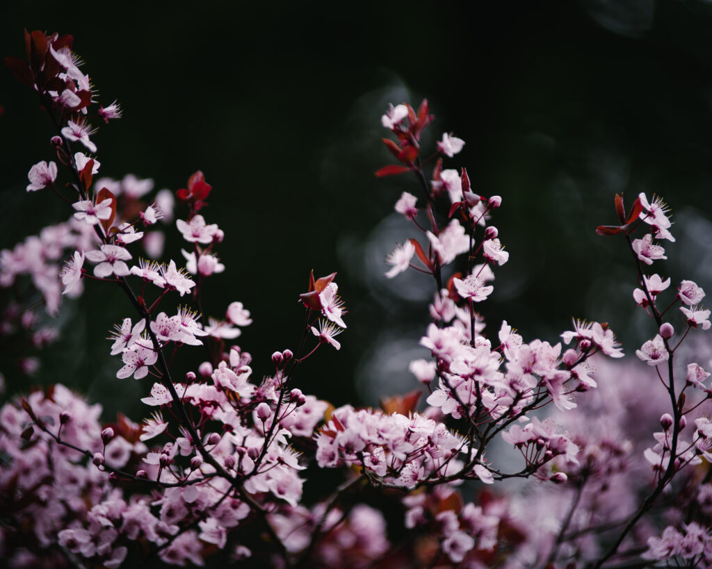 Delicate Sakura Flowers in Bloom - Dreamy Pink Background Wallpaper