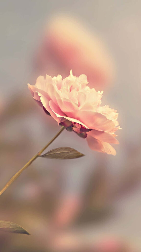Soft Pink Rose Wallpaper: Dreamy Floral Background for Serenity