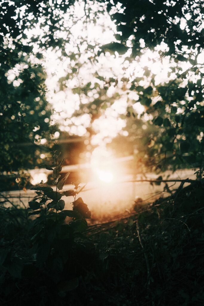 Sunlight streaming through dense trees with golden rays and blurred foliage peaceful wallpaper
