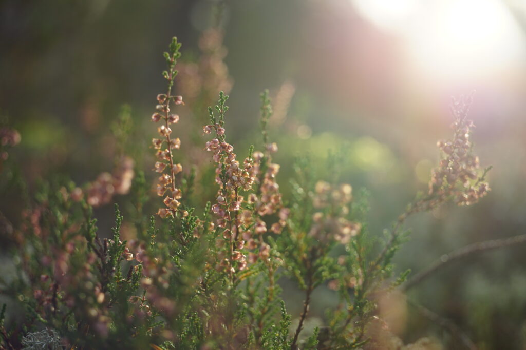 Serene Wildflower Wallpaper with Dreamy Soft Focus Background