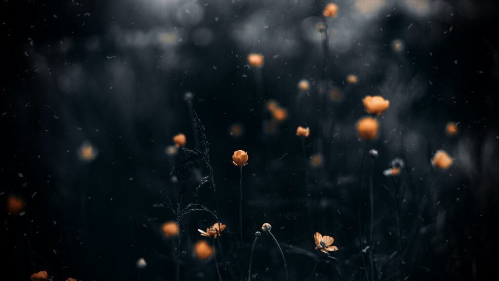 Dreamy Yellow Flowers Macro Wallpaper on Dark Blurred Background