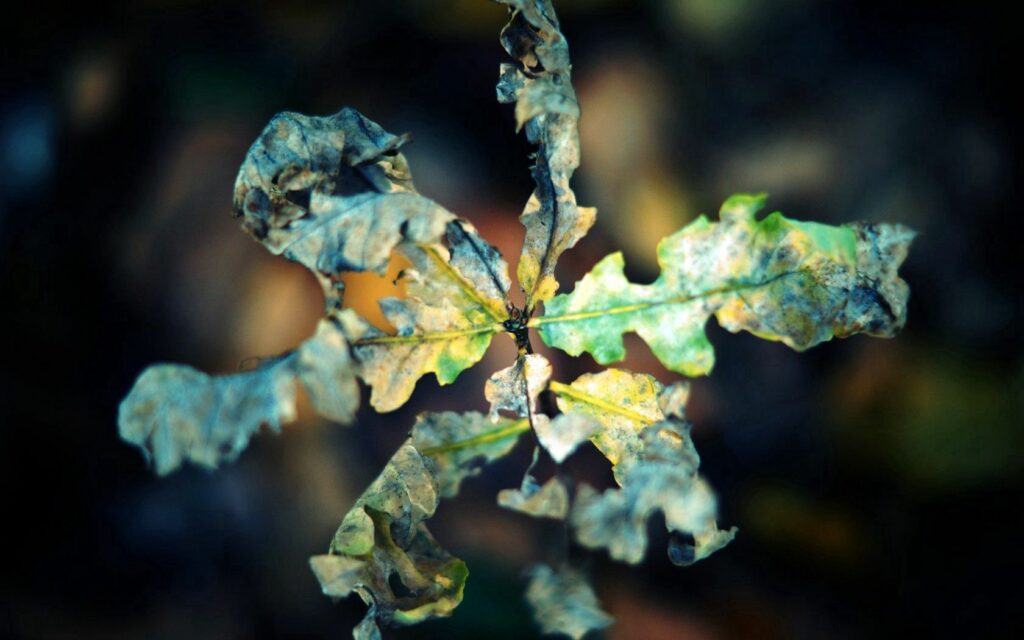Close-Up Autumn Leaf Wallpaper: Intricate Details & Earthy Tones