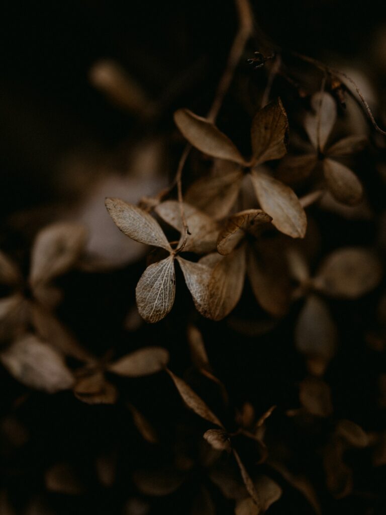Moody Brown Dried Hydrangea Macro: Rustic Wallpaper Background
