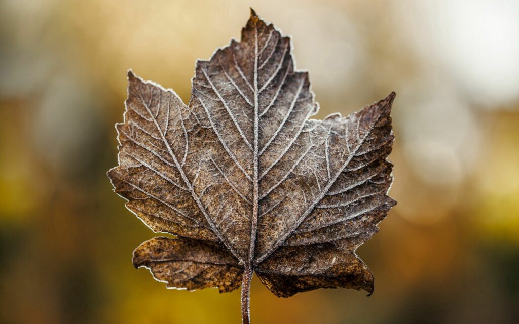 Frosted Maple Leaf Close-Up: Intricate Details on Warm Wallpaper
