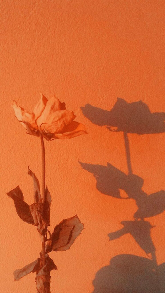 Dried Rose Against Warm Orange Wall: Cozy Rustic Background Wallpaper