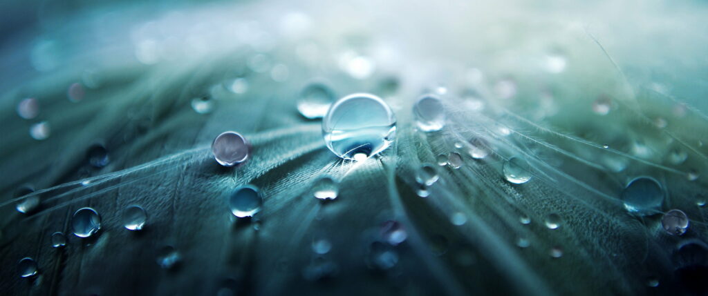 Nature's Jewels: Captivating Photography of Water Dew Drops on Green Surface Digital Wallpaper
