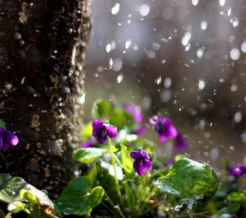 Drizzly Delight: A Captivating HD Wallpaper Background of Rainy Days
