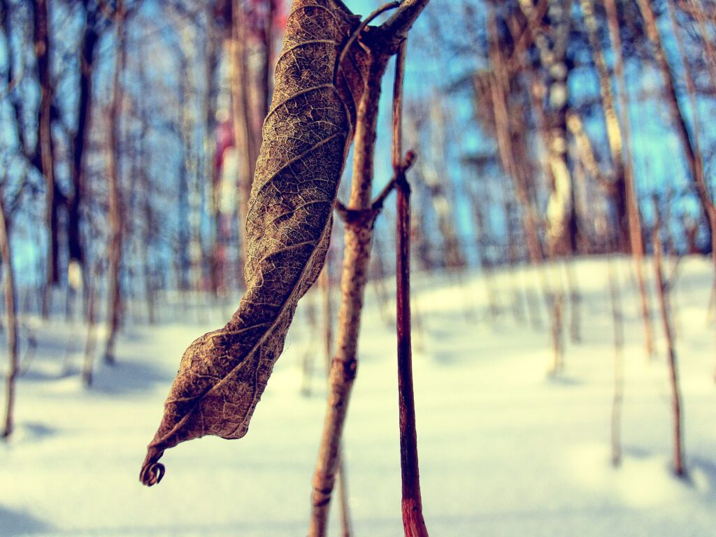 Close-Up of a Curled Leaf in Winter Wonderland Wallpaper Background