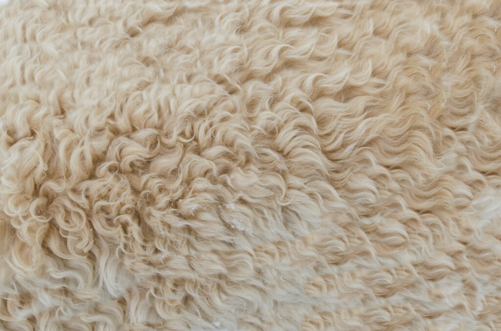 Close-up of detailed dry wool fur texture in beige and brown tones for cozy wallpaper background