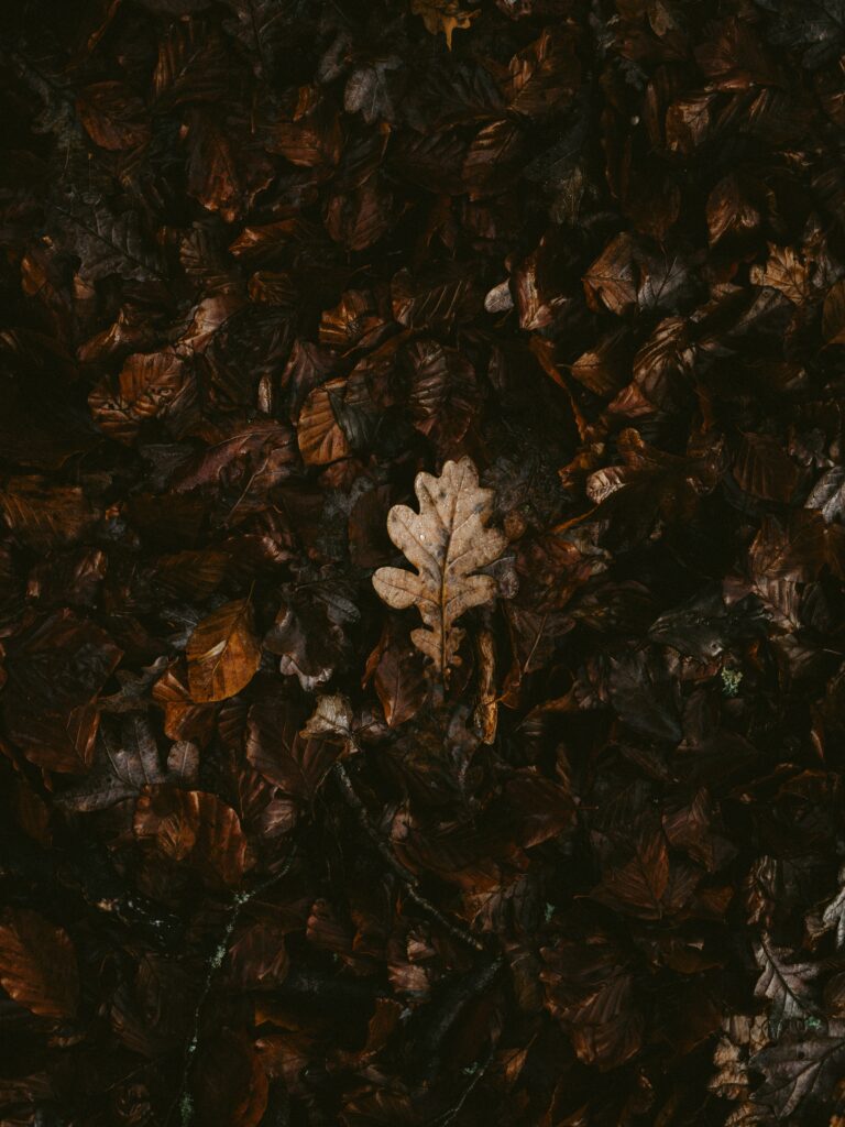 Dry oak leaf on dark fallen autumn leaves warm earthy tones seasonal nature wallpaper background