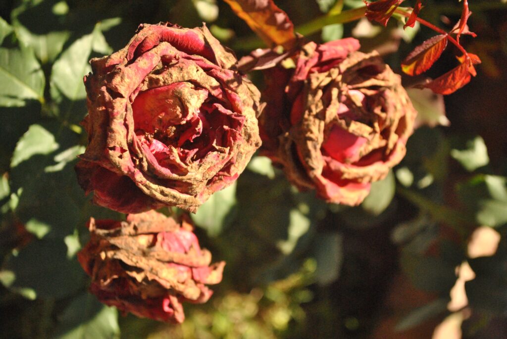 Close-Up of Dry Roses with Green Foliage Background Wallpaper