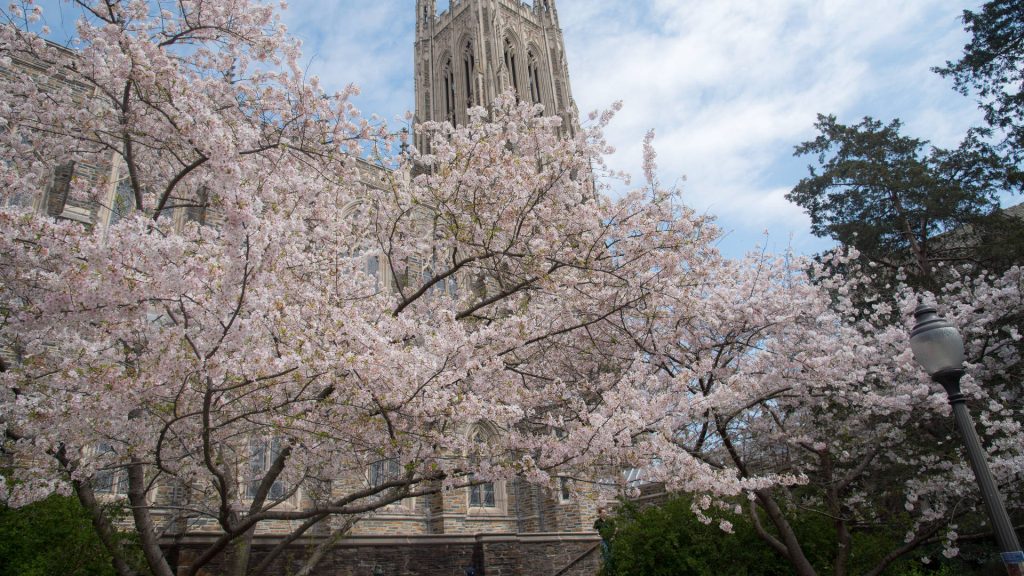 Duke University Chapel framed by vibrant pink cherry blossoms in spring under soft sky Wallpaper