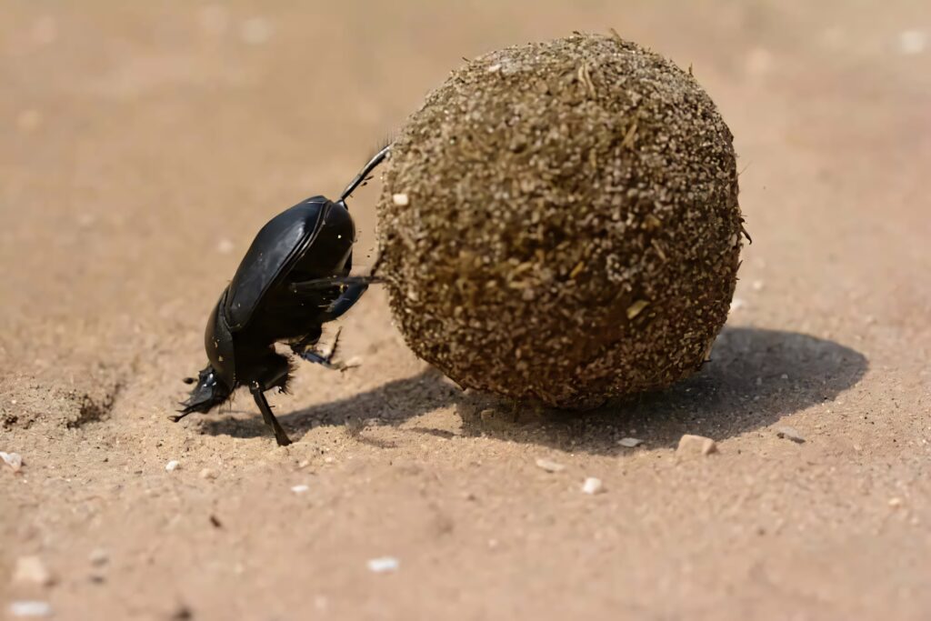Close-up of dung beetle pushing textured earth ball on sandy surface detailed insect wallpaper
