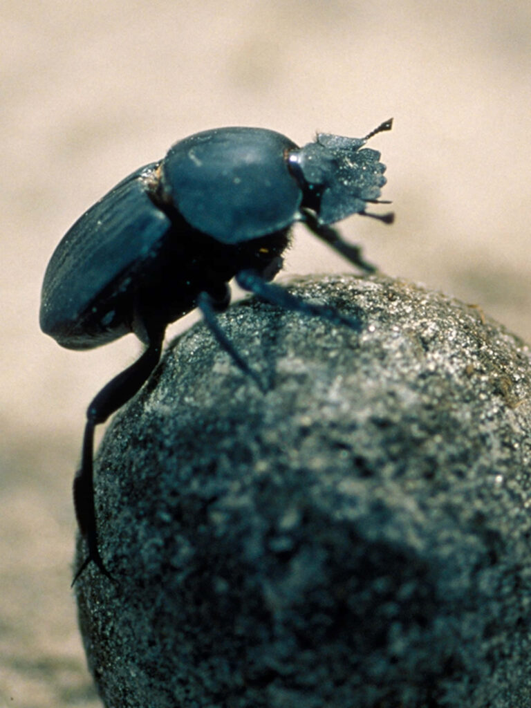 Close-up of shiny dung beetle on textured soil ball with sandy background nature wallpaper