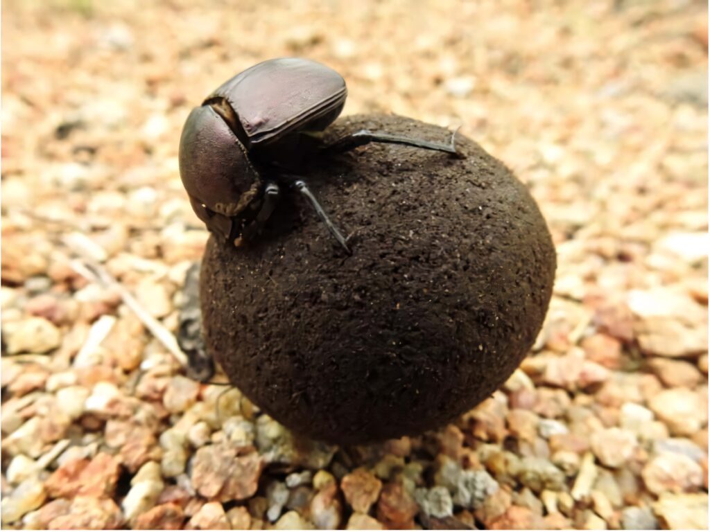 Close-up of dung beetle balancing on earth ball with glossy shell against gravel background Wallpaper